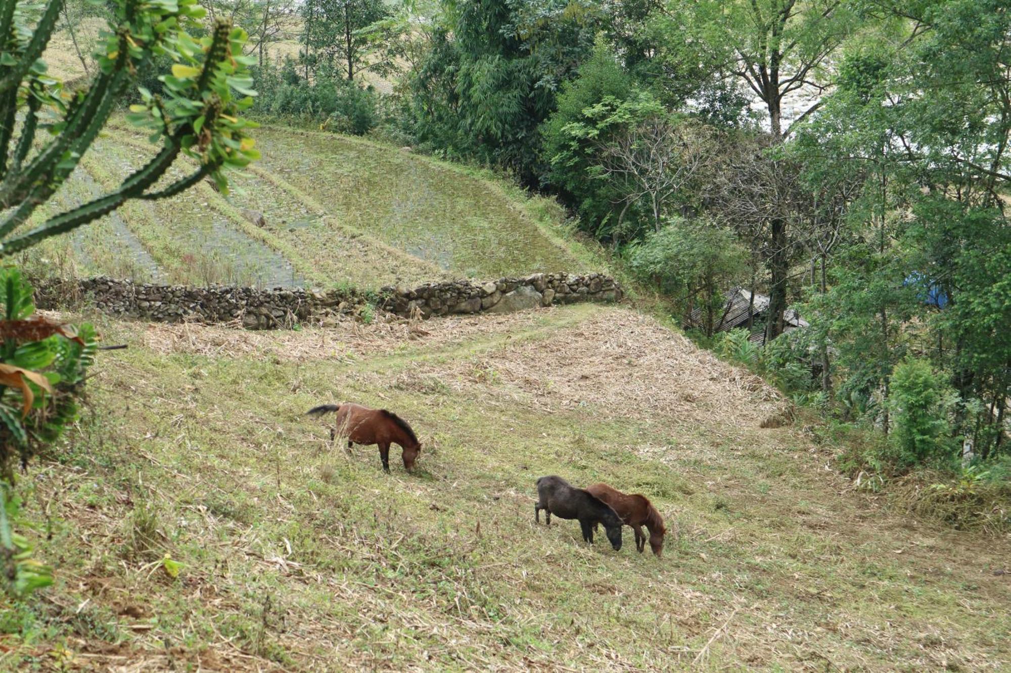 The Zen House Sapa Daire Dış mekan fotoğraf